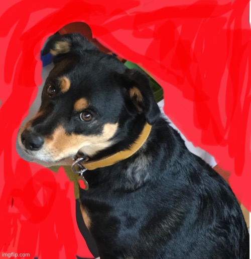 Pls don’t dox me. This is my dog | image tagged in cute dog | made w/ Imgflip meme maker