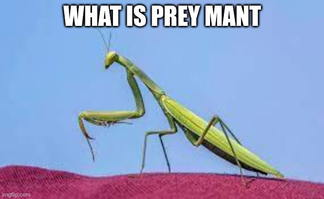  WHAT IS PREY MANT | image tagged in expanding brain,questions,bugs | made w/ Imgflip meme maker