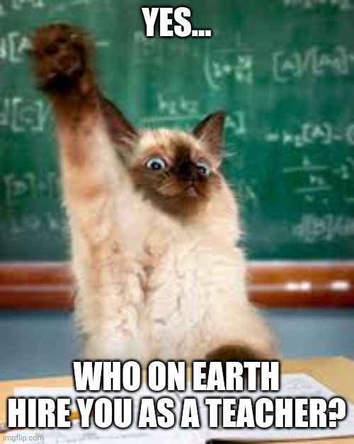 Raised hand cat | YES... WHO ON EARTH HIRE YOU AS A TEACHER? | image tagged in raised hand cat | made w/ Imgflip meme maker