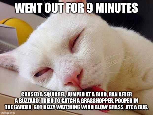 Sleeping cat |  WENT OUT FOR 9 MINUTES; CHASED A SQUIRREL, JUMPED AT A BIRD, RAN AFTER A BUZZARD, TRIED TO CATCH A GRASSHOPPER, POOPED IN THE GARDEN, GOT DIZZY WATCHING WIND BLOW GRASS, ATE A BUG. | image tagged in sleeping cat | made w/ Imgflip meme maker