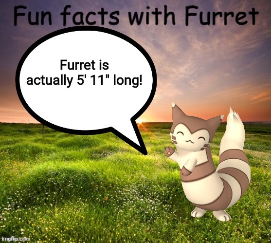 Fun facts with Furret | Furret is actually 5' 11" long! | image tagged in fun facts with furret | made w/ Imgflip meme maker