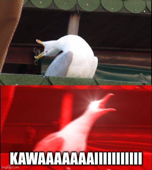 screaming seagull | KAWAAAAAAAIIIIIIIIIII | image tagged in screaming seagull | made w/ Imgflip meme maker