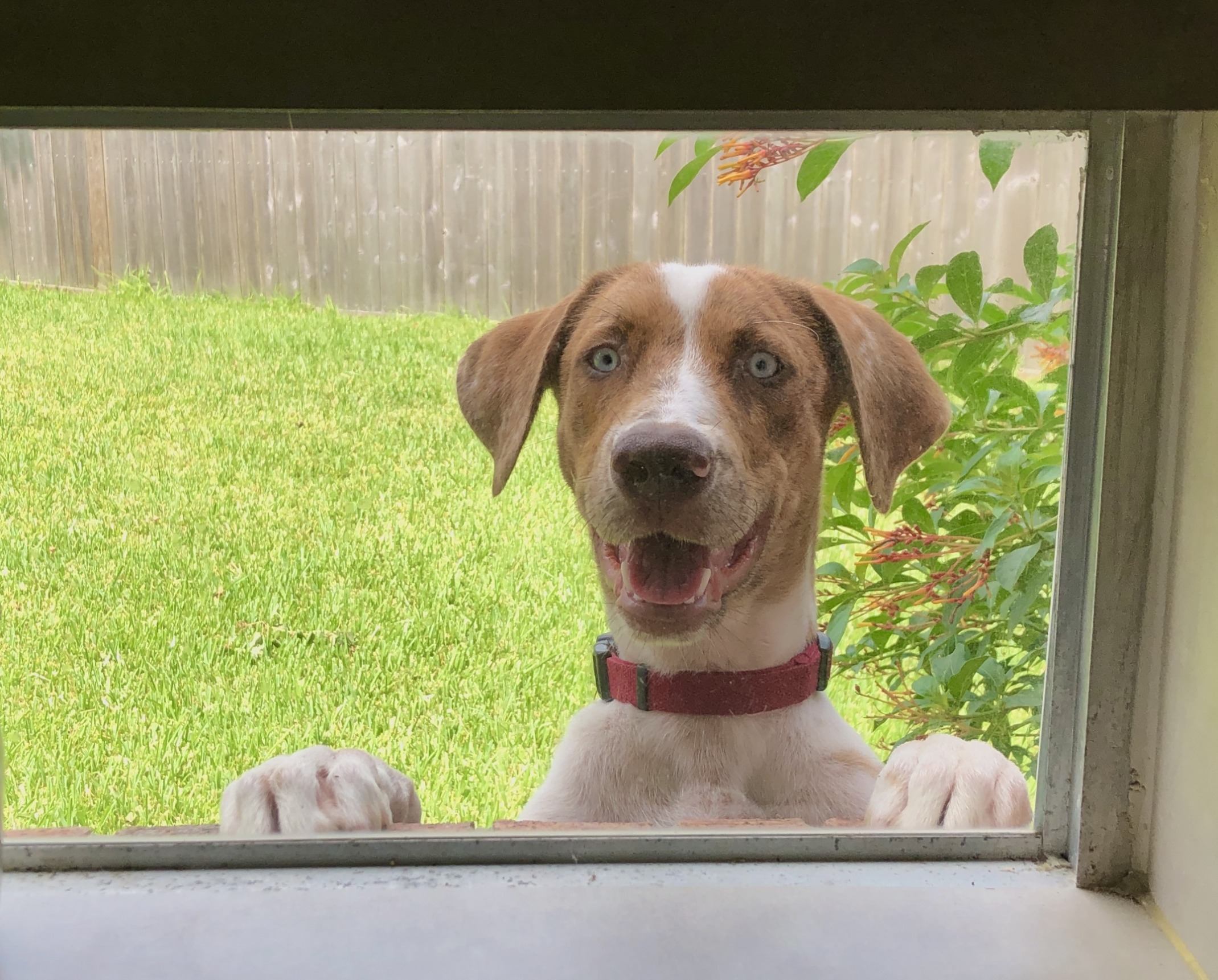 High Quality Hey there puppy Blank Meme Template