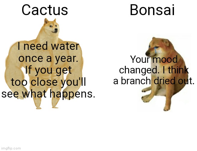 Facts! | Cactus; Bonsai; I need water once a year. If you get too close you'll see what happens. Your mood changed. I think a branch dried out. | image tagged in memes,buff doge vs cheems | made w/ Imgflip meme maker