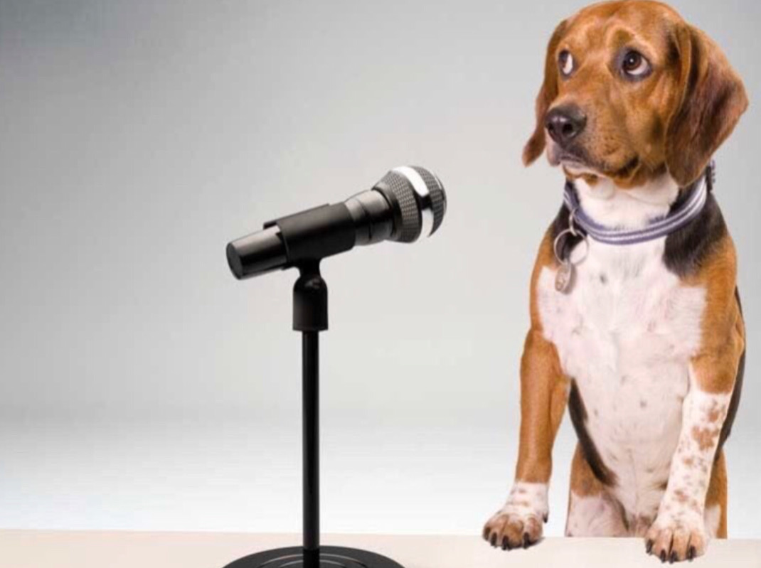 High Quality Dog Blank Meme Template