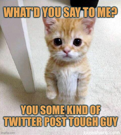 Twitter tough guy | WHAT'D YOU SAY TO ME? YOU SOME KIND OF TWITTER POST TOUGH GUY | image tagged in memes,cute cat,funny,cats,tough guy | made w/ Imgflip meme maker