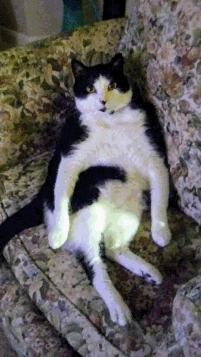 High Quality Fat cat sitting Blank Meme Template