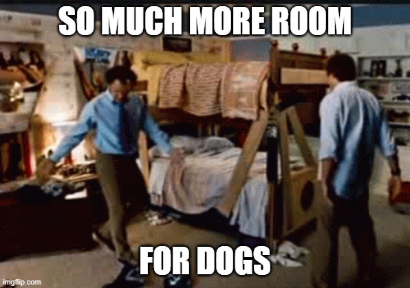so much more room for activities | SO MUCH MORE ROOM; FOR DOGS | image tagged in so much more room for activities | made w/ Imgflip meme maker