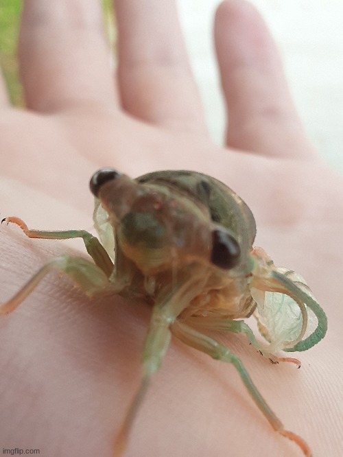 Lil' baby | image tagged in cicada,more bug pictures from lk | made w/ Imgflip meme maker