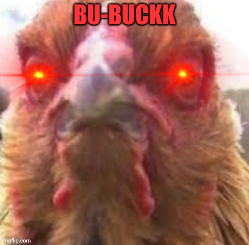 evil chicken eye | BU-BUCKK | image tagged in evil chicken eye | made w/ Imgflip meme maker