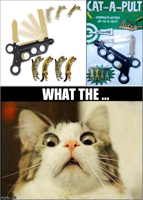 Cat-A-Pult Horror | WHAT THE ... | image tagged in cats,scared cat,catapult,horror,wtf | made w/ Imgflip meme maker