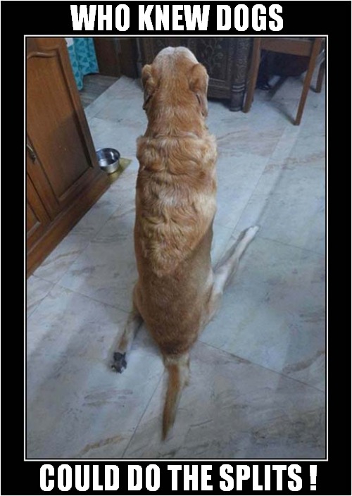 A Gymnastic Dog ! | WHO KNEW DOGS; COULD DO THE SPLITS ! | image tagged in dogs,gymnasitics,splits | made w/ Imgflip meme maker