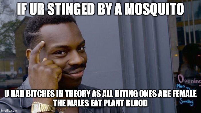I hate girl mosquitos | IF UR STINGED BY A MOSQUITO; U HAD BITCHES IN THEORY AS ALL BITING ONES ARE FEMALE
THE MALES EAT PLANT BLOOD | image tagged in memes,roll safe think about it | made w/ Imgflip meme maker