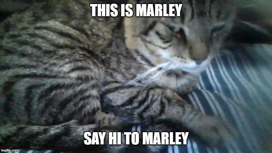 my cat lol | THIS IS MARLEY; SAY HI TO MARLEY | image tagged in e | made w/ Imgflip meme maker