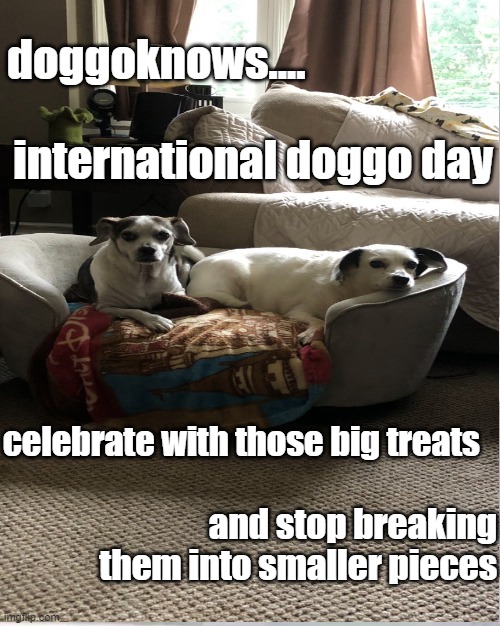 doggoknows international doggo day | doggoknows.... international doggo day; celebrate with those big treats; and stop breaking them into smaller pieces | image tagged in doggo,doggoknows,international dog day | made w/ Imgflip meme maker