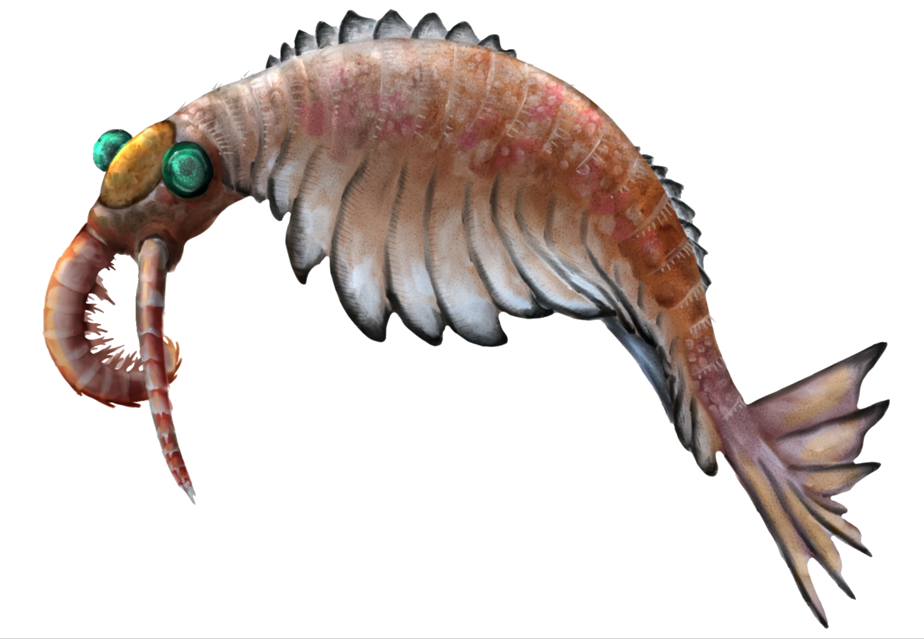 Anomalocaris Blank Meme Template