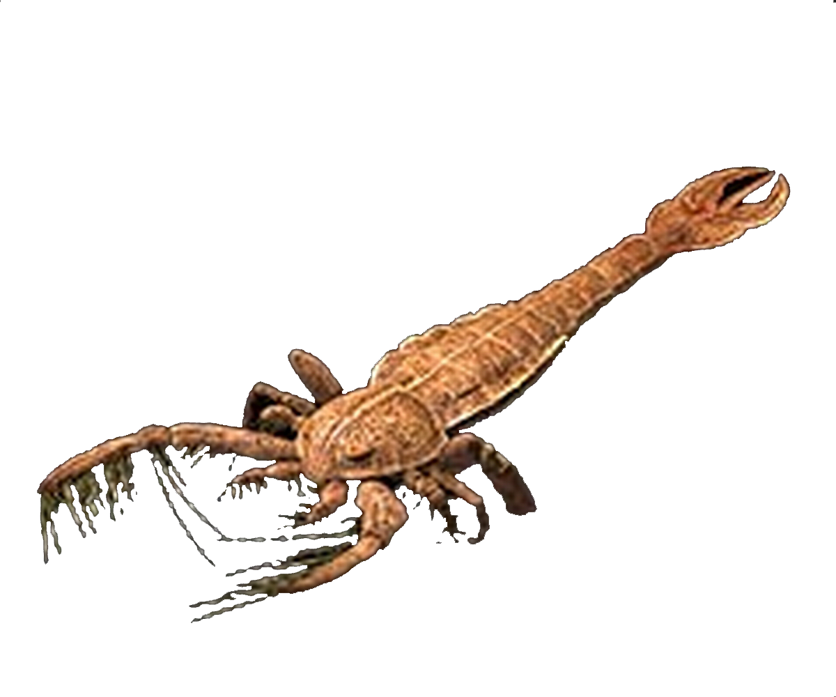 Megalograptus Blank Meme Template