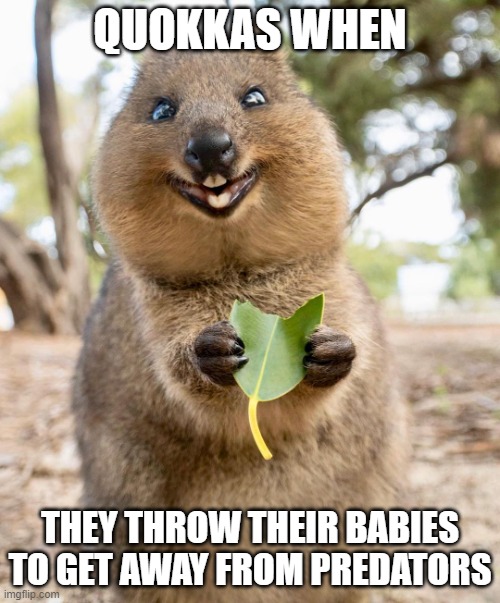 yeet the child | QUOKKAS WHEN; THEY THROW THEIR BABIES TO GET AWAY FROM PREDATORS | image tagged in quokka | made w/ Imgflip meme maker