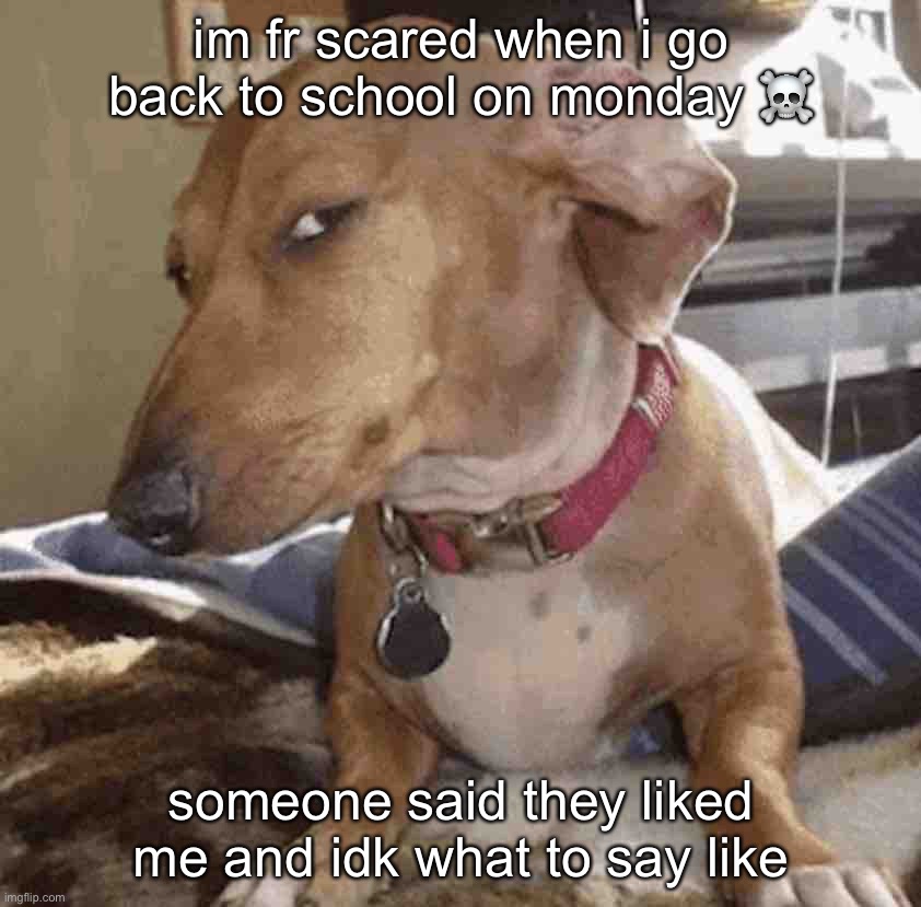 nah help | im fr scared when i go back to school on monday ☠️; someone said they liked me and idk what to say like | image tagged in suspicious dog | made w/ Imgflip meme maker