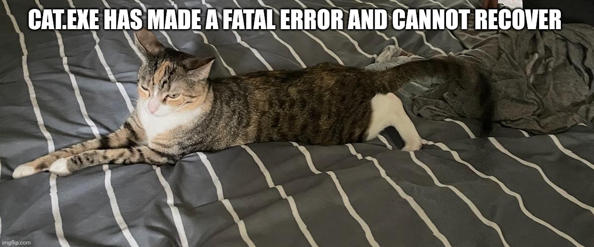 cat.exe has failed | CAT.EXE HAS MADE A FATAL ERROR AND CANNOT RECOVER | image tagged in cat,funny cats | made w/ Imgflip meme maker