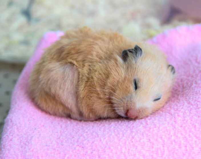 High Quality sleeping hamster Blank Meme Template