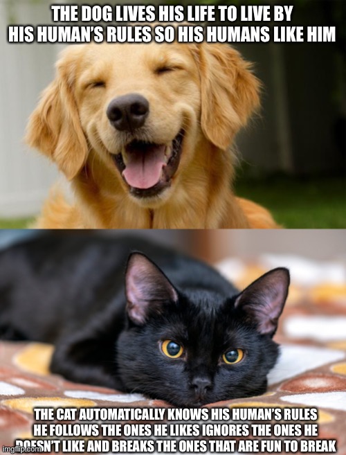 The Truth About Cats and Dogs |  THE DOG LIVES HIS LIFE TO LIVE BY HIS HUMAN’S RULES SO HIS HUMANS LIKE HIM; THE CAT AUTOMATICALLY KNOWS HIS HUMAN’S RULES HE FOLLOWS THE ONES HE LIKES IGNORES THE ONES HE DOESN’T LIKE AND BREAKS THE ONES THAT ARE FUN TO BREAK | image tagged in happy dog,cute animals,cute cat,cute dog,facts | made w/ Imgflip meme maker