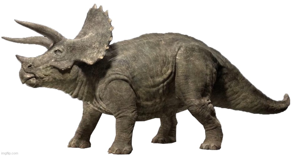 The 3 Horn Boi | image tagged in triceratops 2 | made w/ Imgflip meme maker
