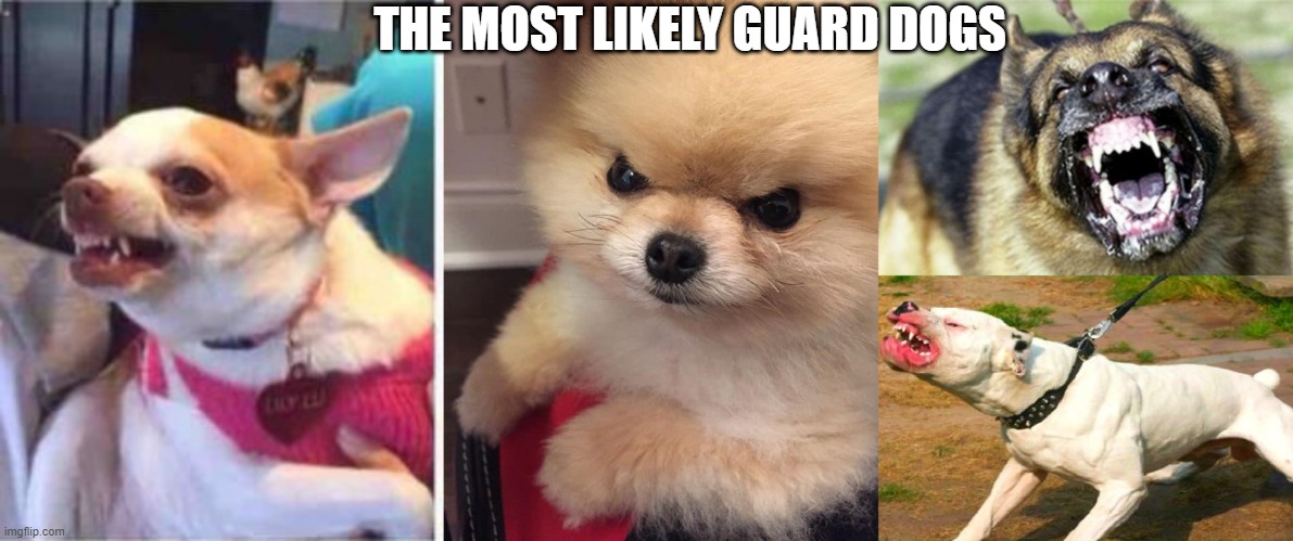 Which is a guard dog? | THE MOST LIKELY GUARD DOGS | image tagged in chiuaua,angry pomeranian,evil german shepherd from hell 2,pit bull | made w/ Imgflip meme maker