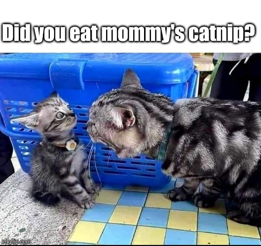 Does Jr. Have an egg collar? | Did you eat mommy's catnip? | image tagged in cat,cats | made w/ Imgflip meme maker