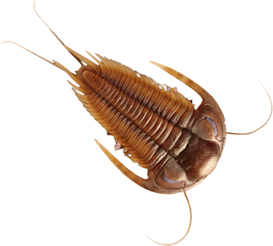 Red-Brown Trilobite Blank Meme Template