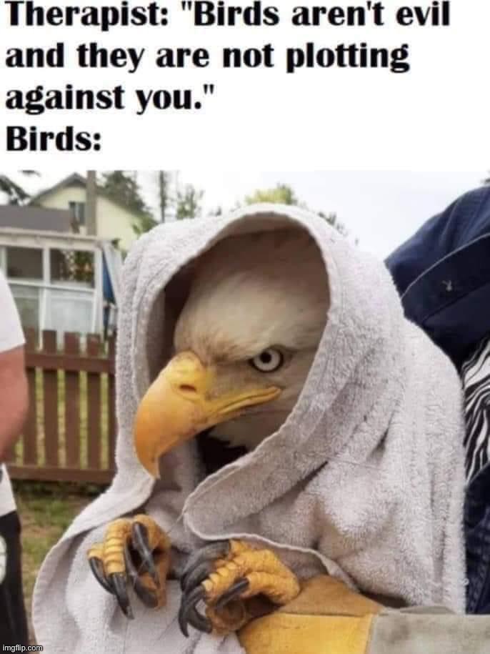 Birds are evil | image tagged in birds are evil | made w/ Imgflip meme maker