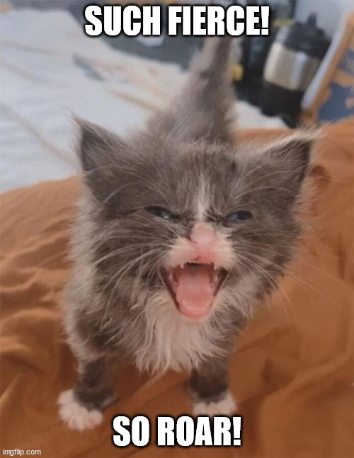 Such Fierce! So roar! | SUCH FIERCE! SO ROAR! | image tagged in kitty cat,kitteh,funny animal meme | made w/ Imgflip meme maker