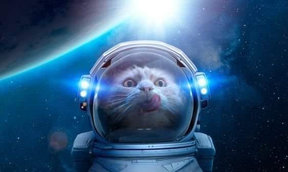 High Quality Spacecat Blank Meme Template