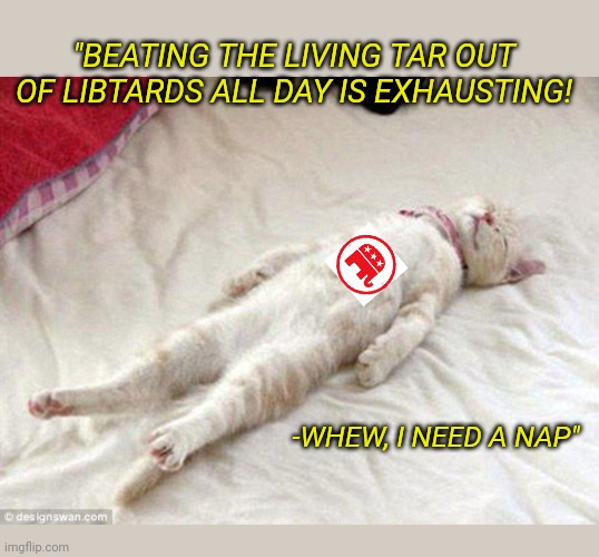Tired MAGA-Kitty | "BEATING THE LIVING TAR OUT OF LIBTARDS ALL DAY IS EXHAUSTING! -WHEW, I NEED A NAP" | image tagged in cute cat,votes,correct,sleepy | made w/ Imgflip meme maker