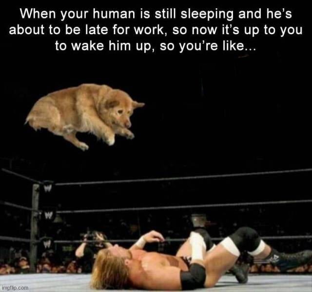 image tagged in dogs | made w/ Imgflip meme maker