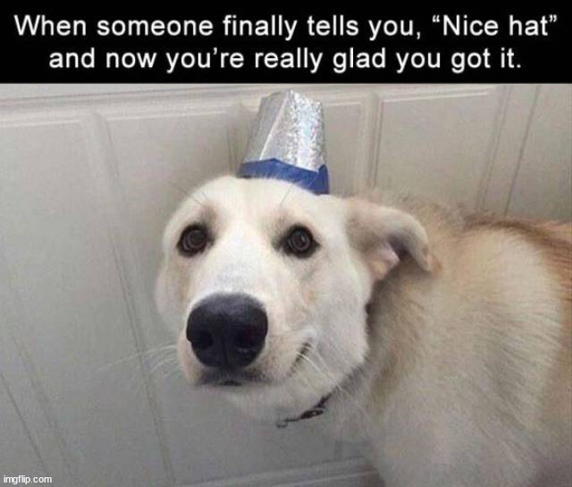 dog with hat Memes & GIFs - Imgflip