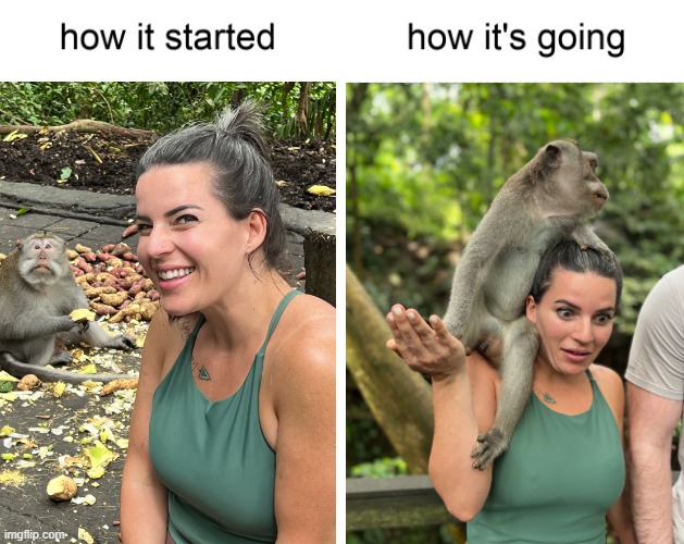 Nice Monkey | image tagged in how it started vs how it's going | made w/ Imgflip meme maker