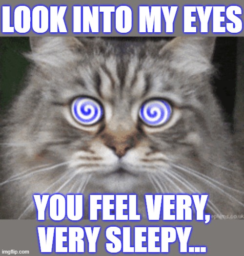 Anyone Want To Be Hypnotized? | LOOK INTO MY EYES; YOU FEEL VERY, VERY SLEEPY... | image tagged in memes,cats,hypnotize,look into my eyes,feel,sleepy | made w/ Imgflip meme maker