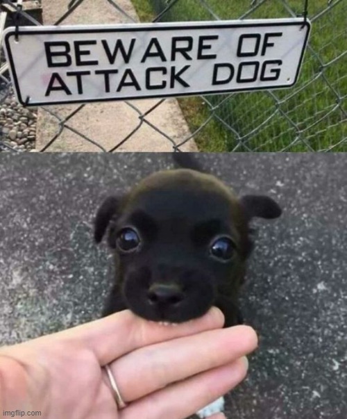 how to stun robbers | image tagged in cute dog,aww | made w/ Imgflip meme maker