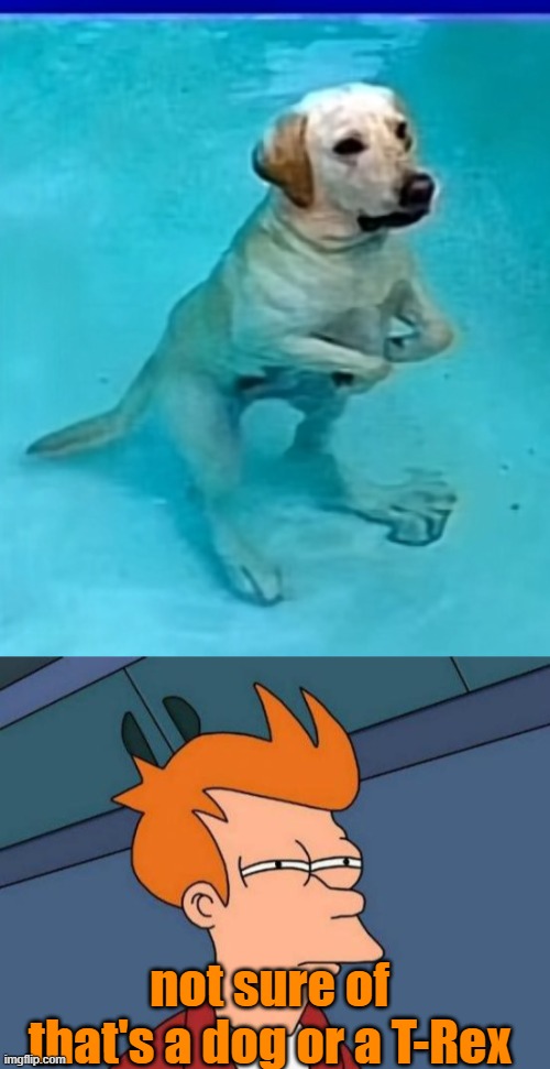 not sure of that's a dog or a T-Rex | image tagged in memes,futurama fry | made w/ Imgflip meme maker