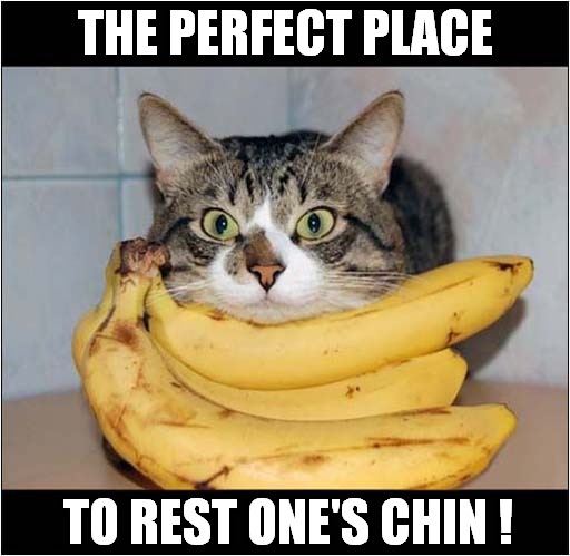 Cat Loves Bananas ! | THE PERFECT PLACE; TO REST ONE'S CHIN ! | image tagged in cats,bananas | made w/ Imgflip meme maker