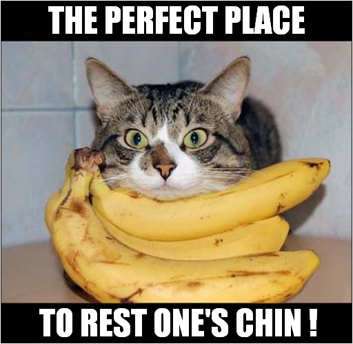 Cat Loves Bananas Imgflip