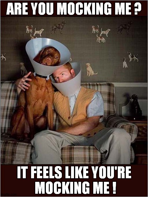 Empathy ? | ARE YOU MOCKING ME ? IT FEELS LIKE YOU'RE
 MOCKING ME ! | image tagged in dogs,cone of shame,mocking | made w/ Imgflip meme maker