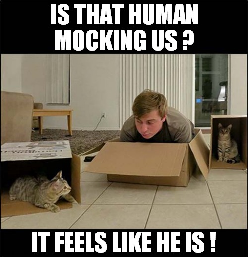 Cats In Boxes ! | IS THAT HUMAN MOCKING US ? IT FEELS LIKE HE IS ! | image tagged in cats,boxes,human | made w/ Imgflip meme maker