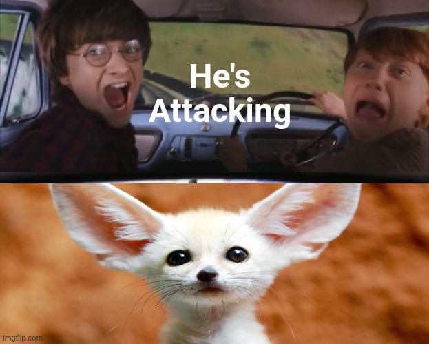 Tom chasing Harry and Ron Weasly | He's Attacking | image tagged in tom chasing harry and ron weasly | made w/ Imgflip meme maker