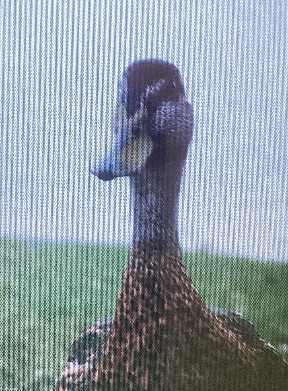 A picture of a female Mallard Duck I took while at Epcot a couple days ago | image tagged in share your own photos | made w/ Imgflip meme maker