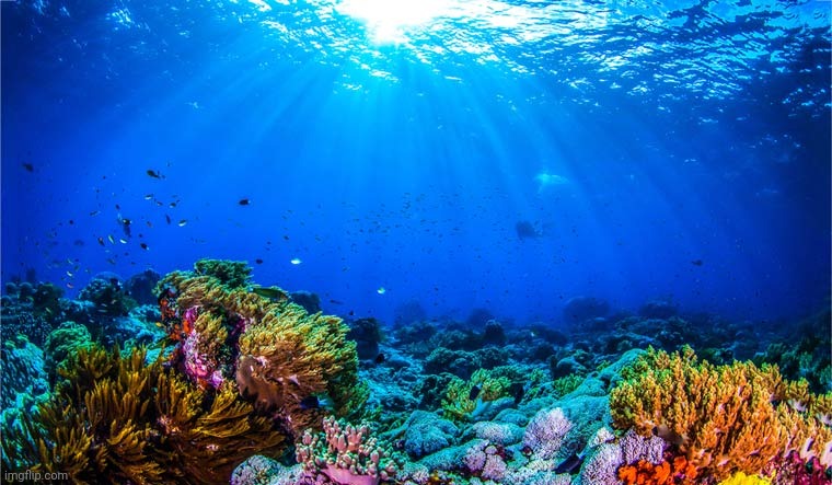 The Reef | image tagged in the reef | made w/ Imgflip meme maker