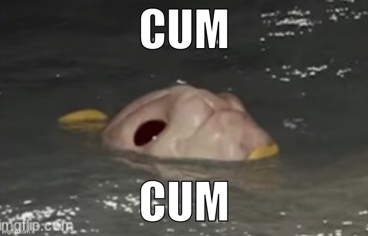 CUM CUM | made w/ Imgflip meme maker