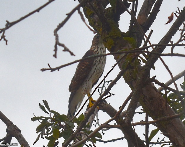 A hawk in my crab apple tree | made w/ Imgflip meme maker
