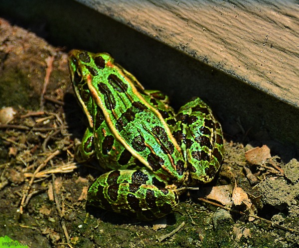 A leopard frog beside my garage | made w/ Imgflip meme maker